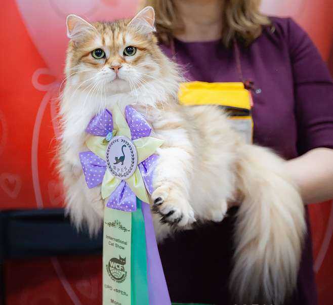 GEPR. Angelur Solnechnaya Skazka